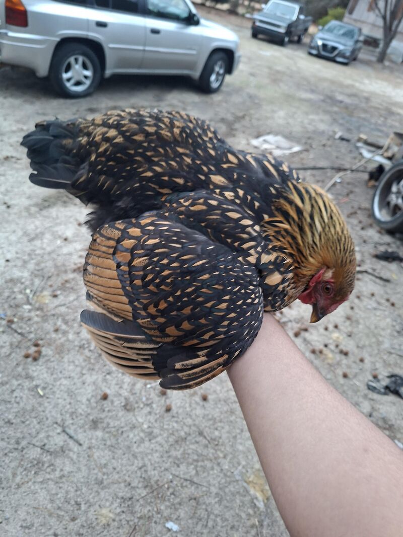 Hen or roo (I think they are old enough)