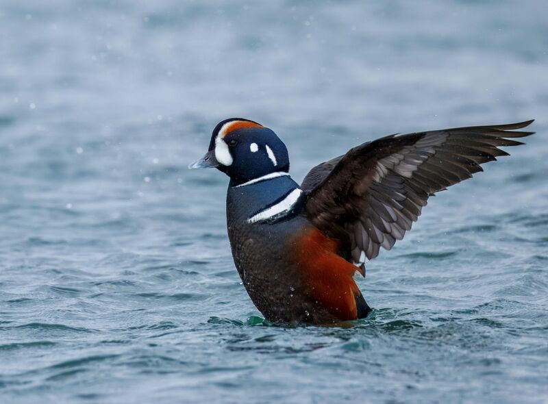 Latest lifer - Harlequin duck