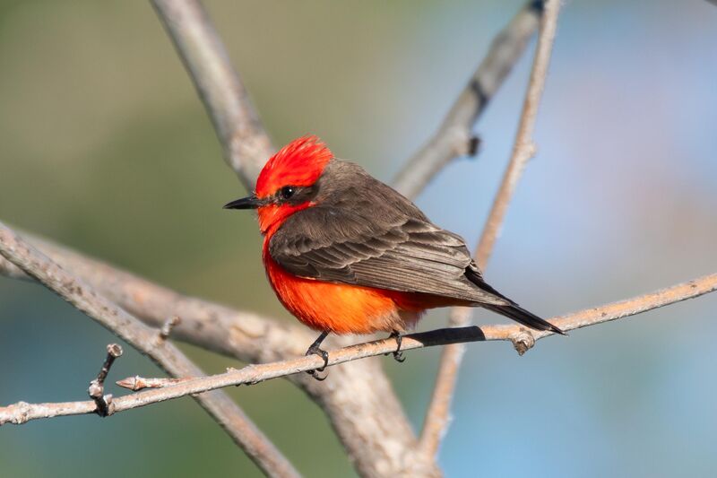 Vermillion flycatcher