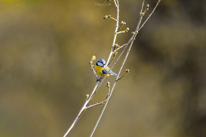 Ambientato....🟡🔵🐦