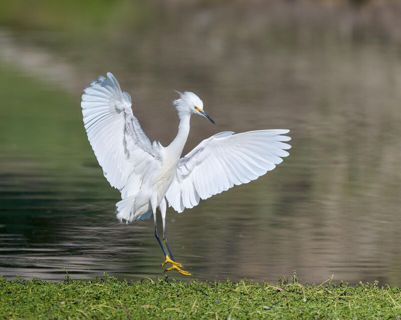 Snowy Egret hitting the brakes!