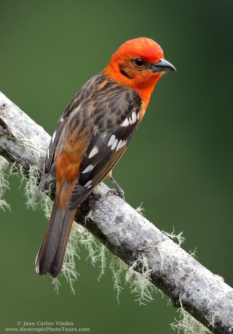 Flame-colored Tanager (Piranga bidentata), male, family Cardinalidae, order Passeriformes, Costa Rica