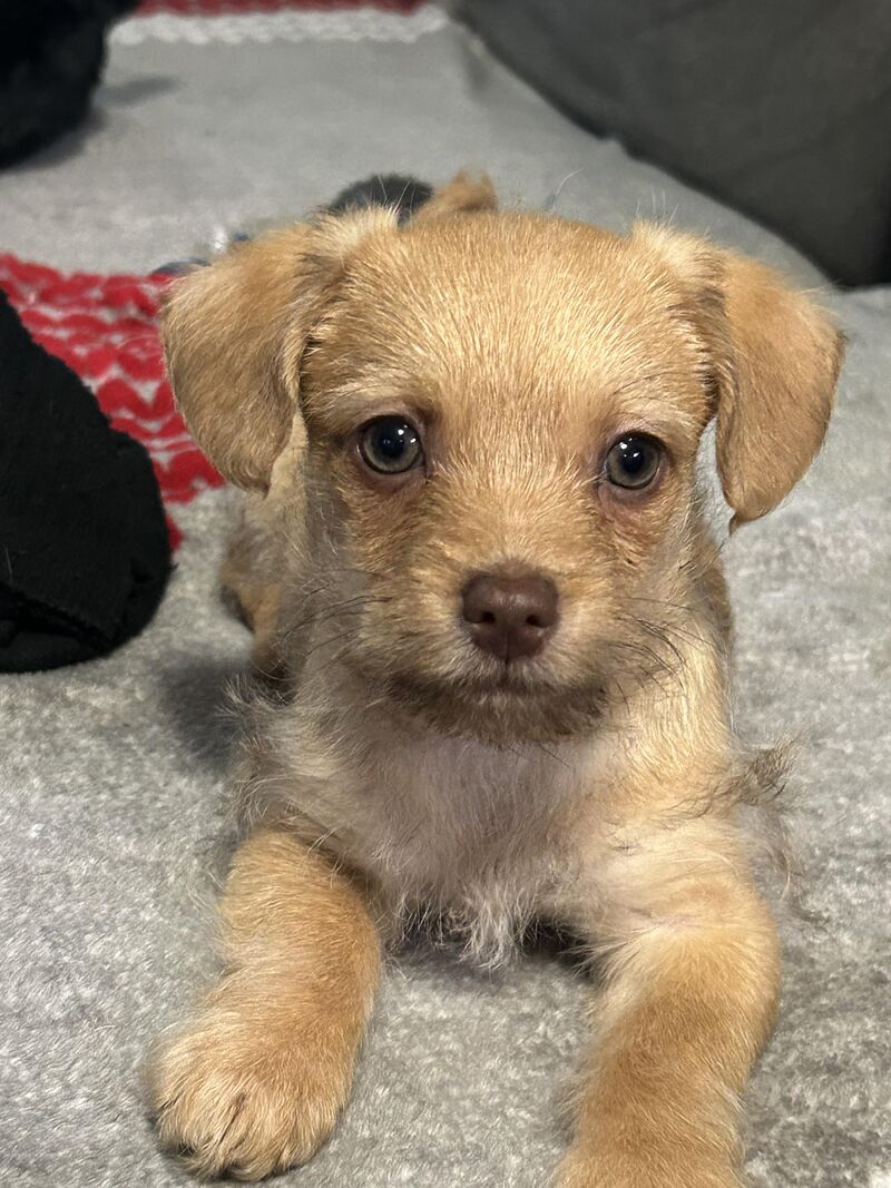 Hello world! Introducing Ozzy, the Chorkie.