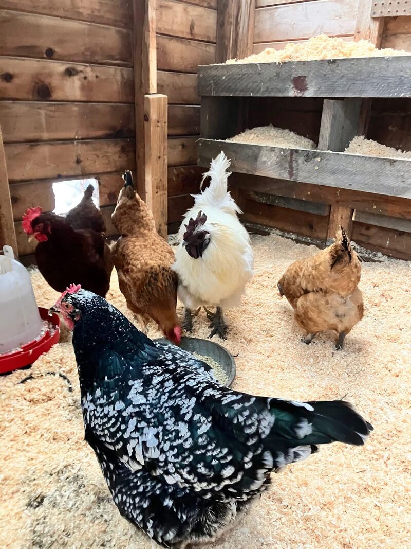 Picking this group up tomorrow! They need to be rehomed and I’m super excited to be able to take them! 😍