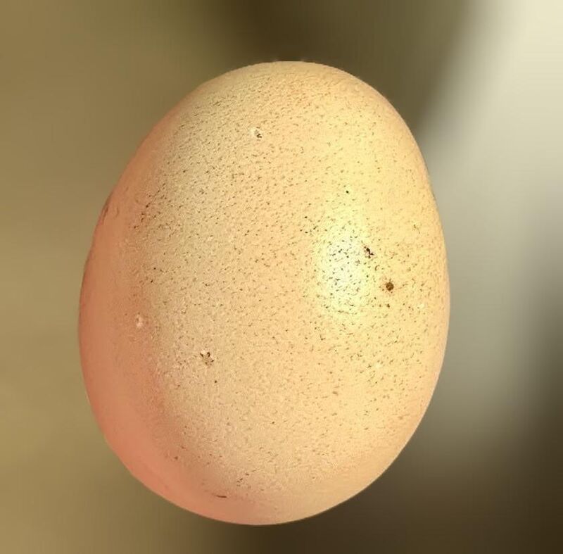 What type of chicken laid this egg?
