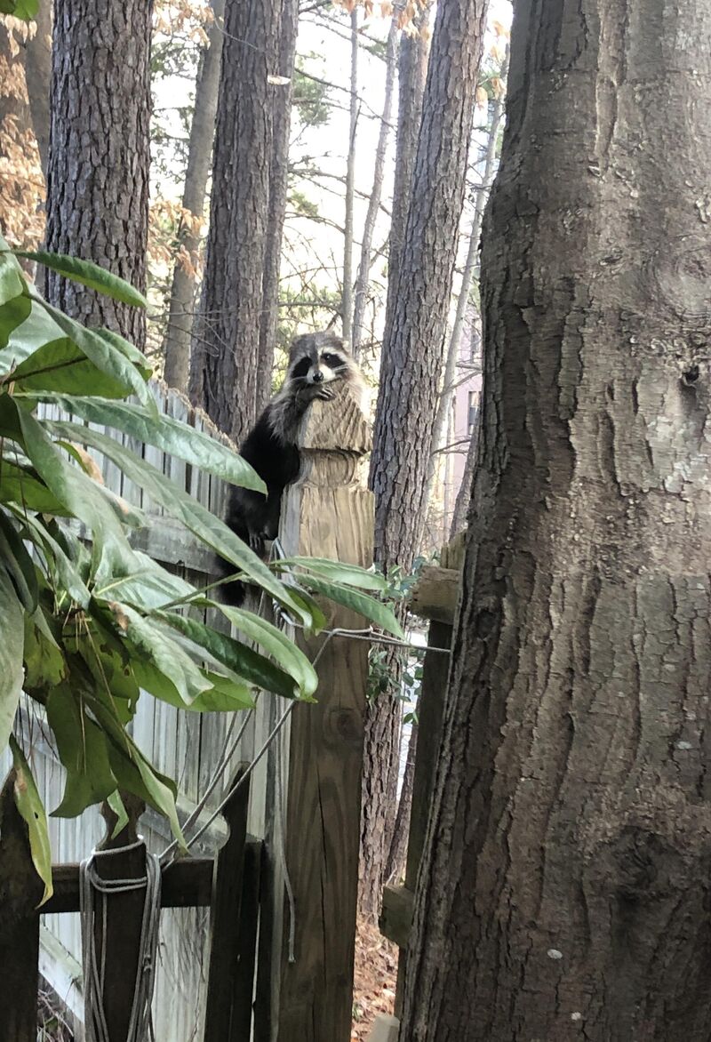 Daytime Raccoon