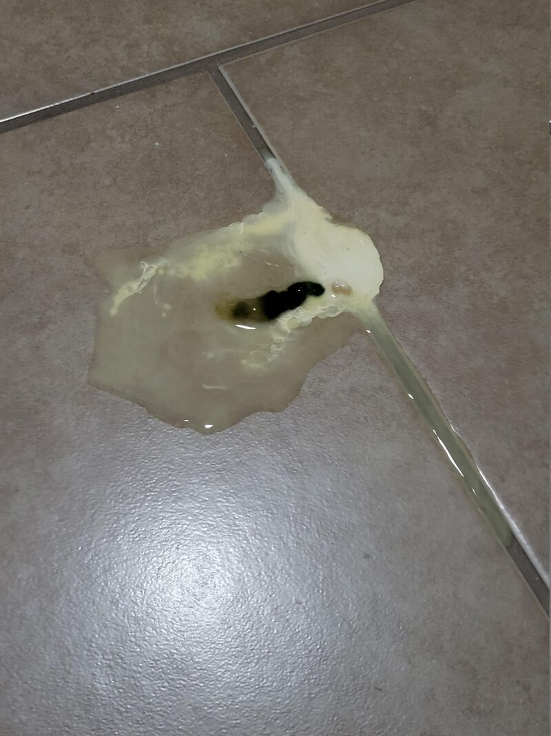 Lethargic chicken with watery poop after dog attack (NSFW for poop)