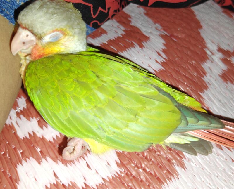 “He fell asleep on my mom… looks like he chose his favorite human 🥹❤️