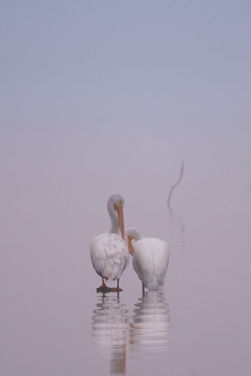 A pair of Pelican in the sunrise