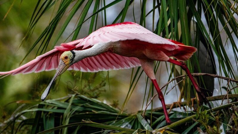 Roseate Spoonbill