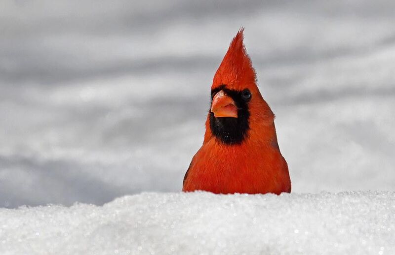 This little guy was stalking park visitors