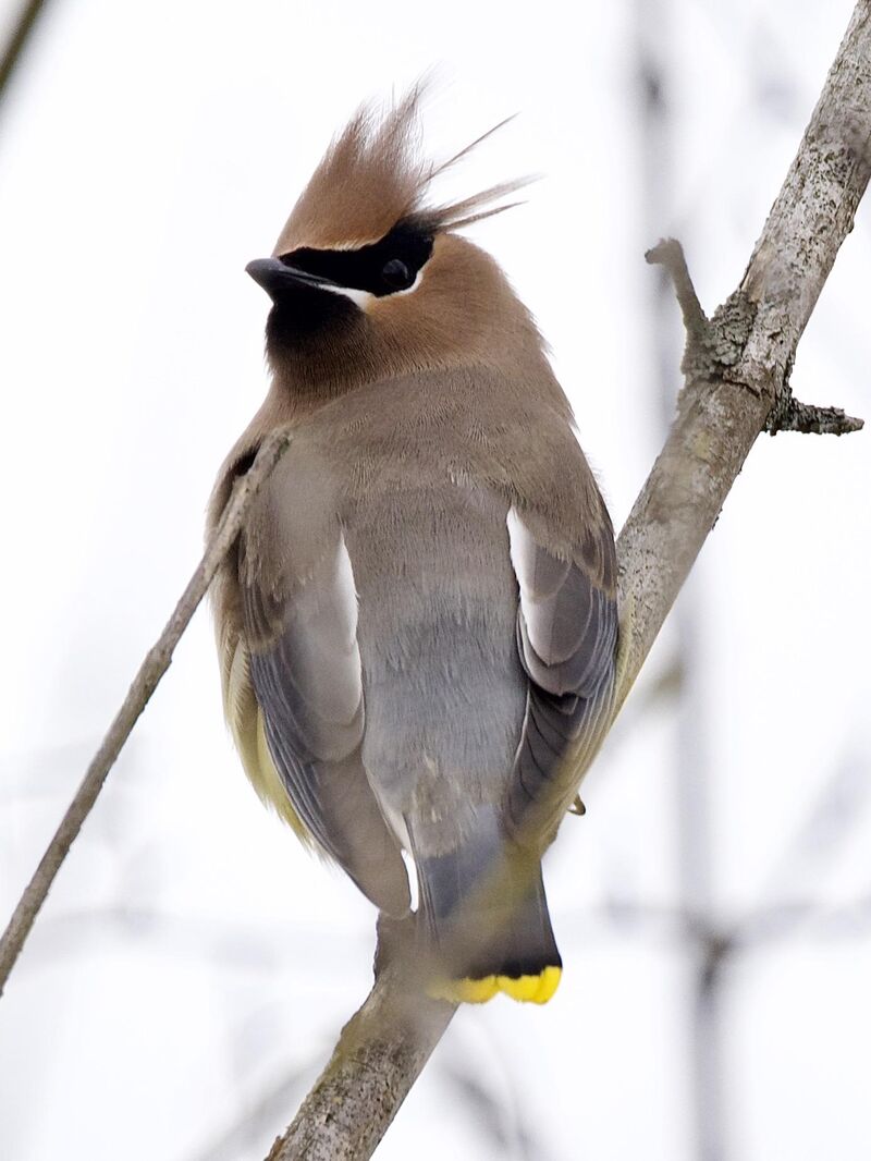 Alert, without urgency.