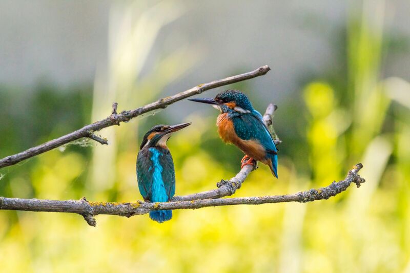 Two Kingfisher Birds on a tree branch