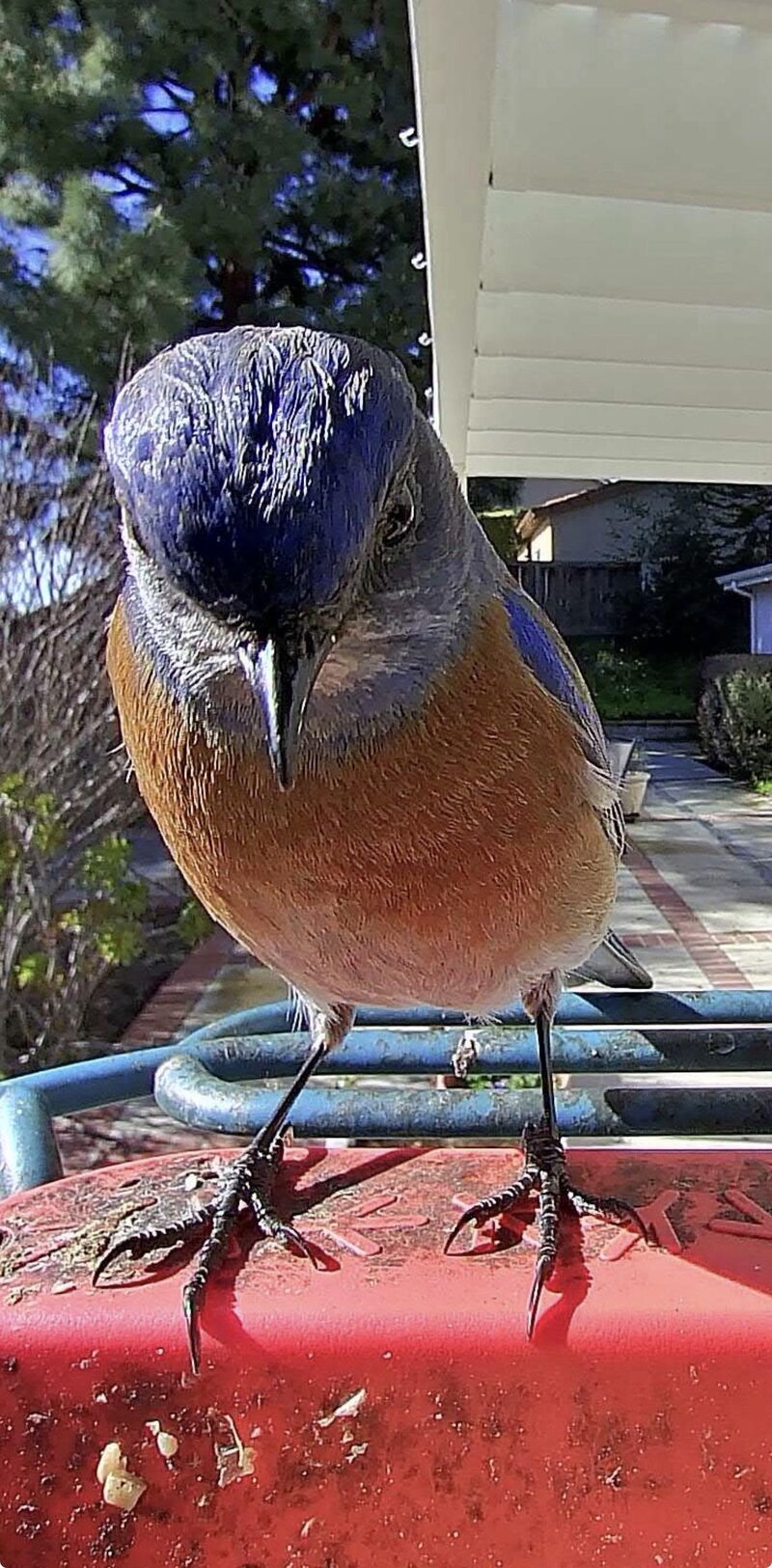 He seems upset at my seed selection 😱