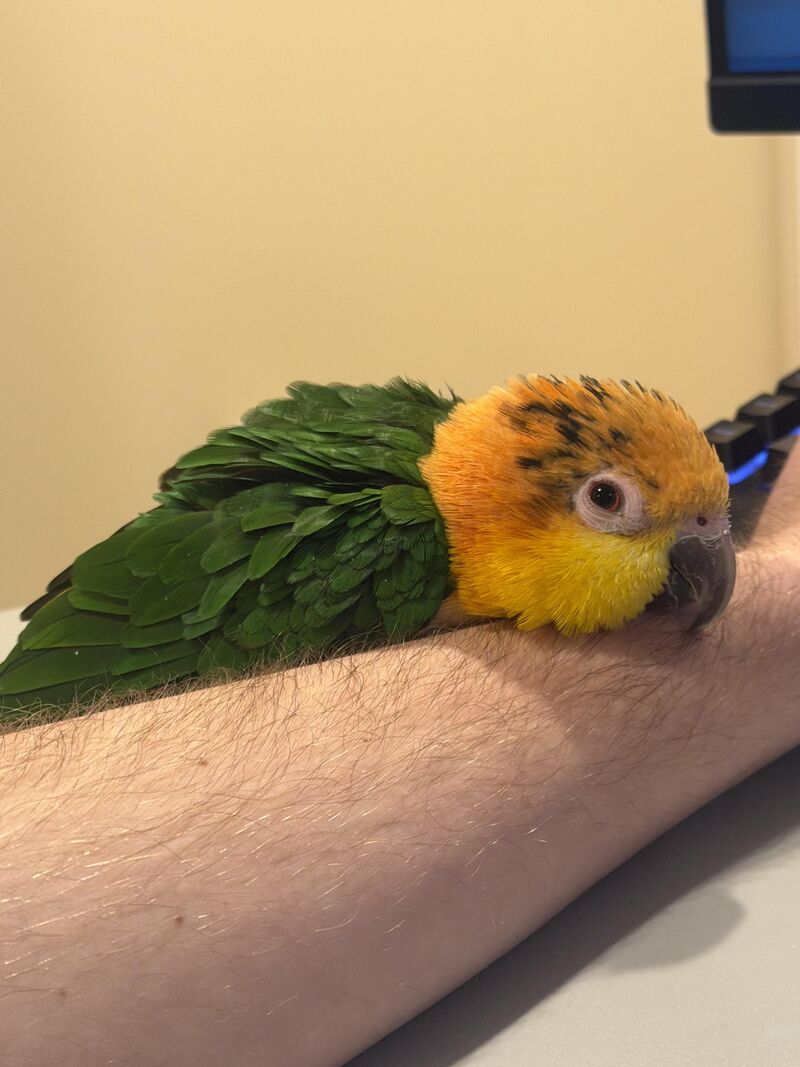 Aggressive Behavior - Six Year Old Caique