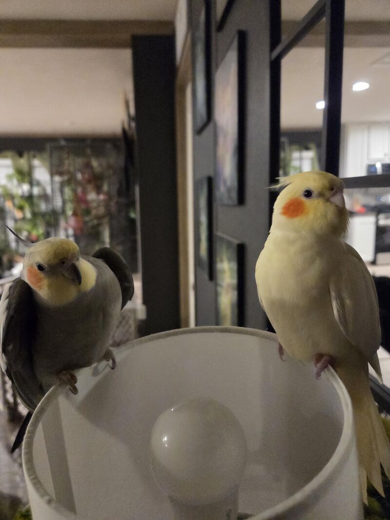 He looks so squatty and I can't even😭