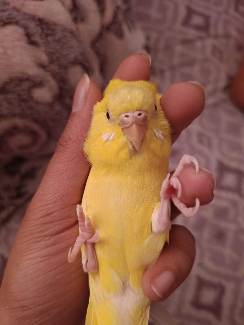 my sweet girl nimbu 💕💕