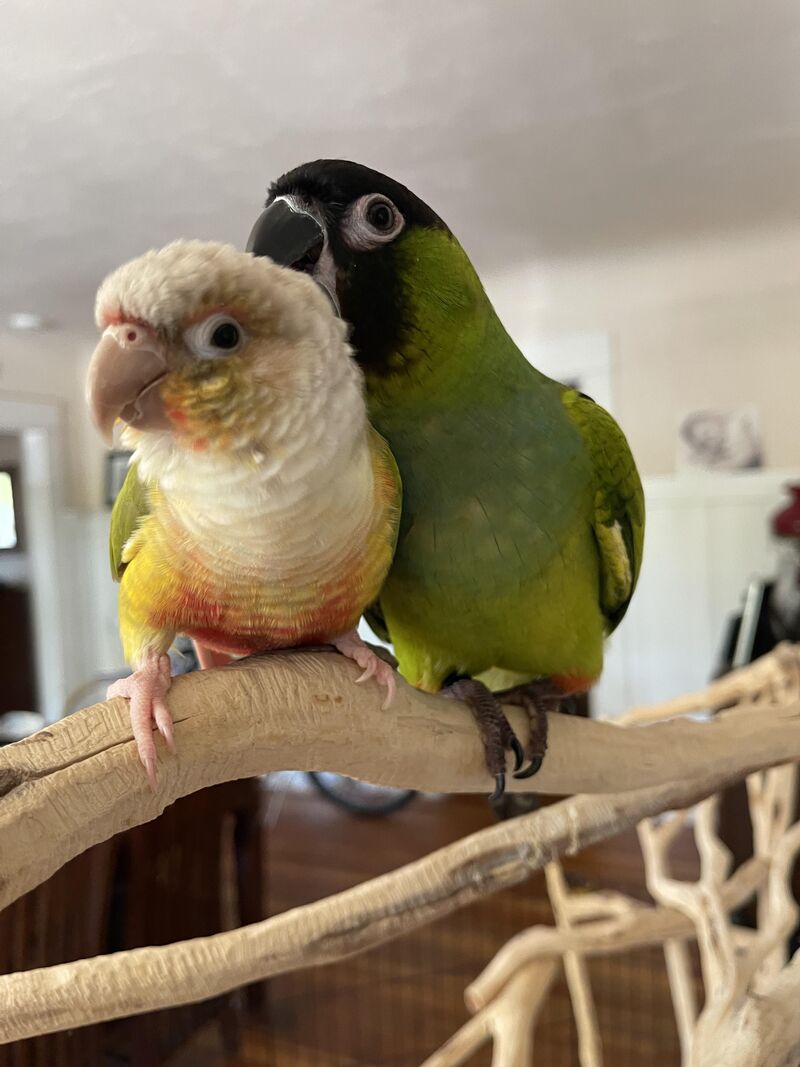 My bird is a tyrant ..what do i do