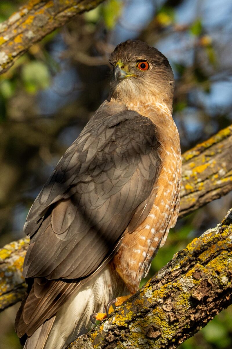 Cooper’s Hawk giving me the eye