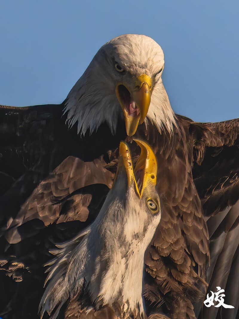 [OC]Found this gem in my 2-year-old archives from Arizona. The intensity of these Bald Eagles was unreal.
