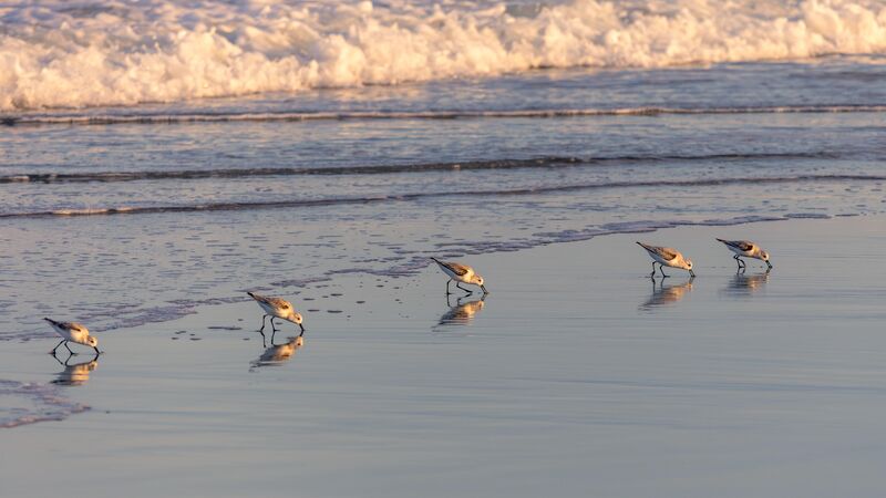Sunset Sanderlings