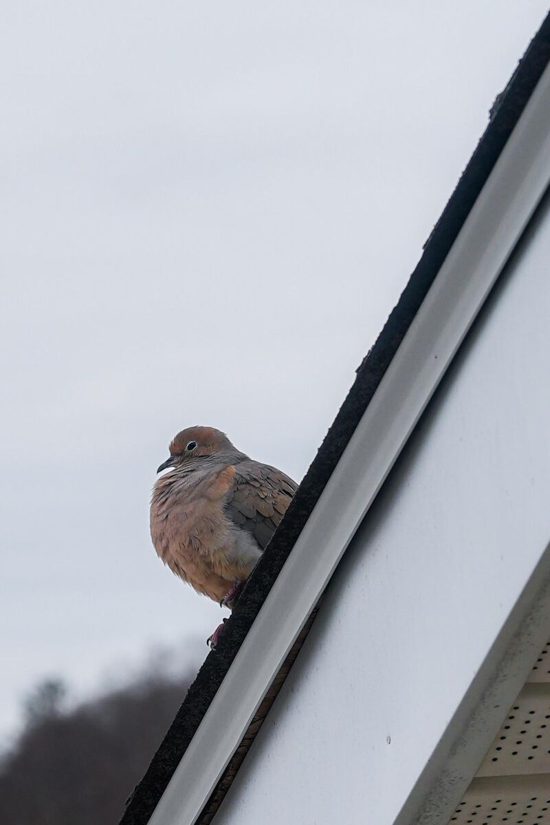 Glimpse of a visitor