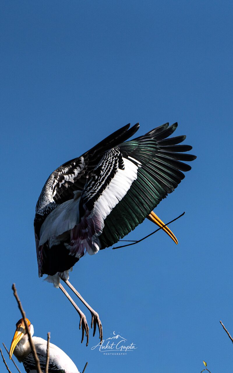 Painted Stork with building materials