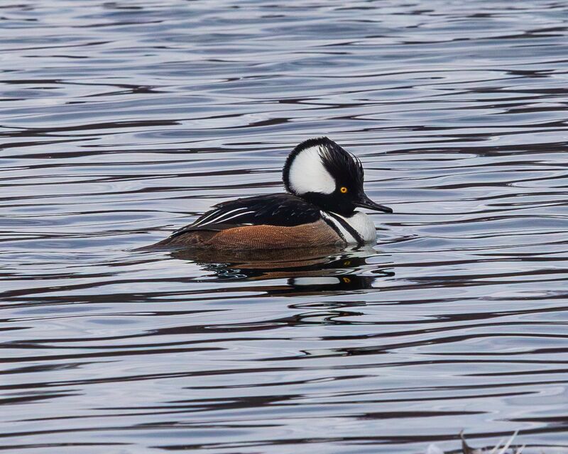 Hooded Merganser, Brooklyn, NY