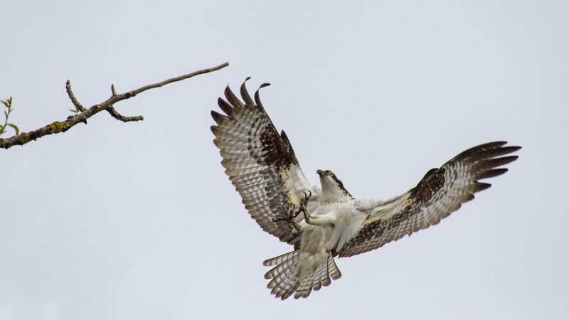 Osprey grabbing at a branch