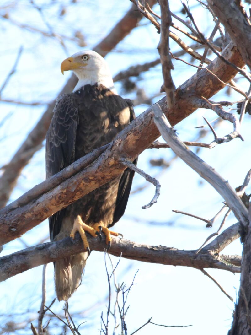 Adult Bald Eagle
