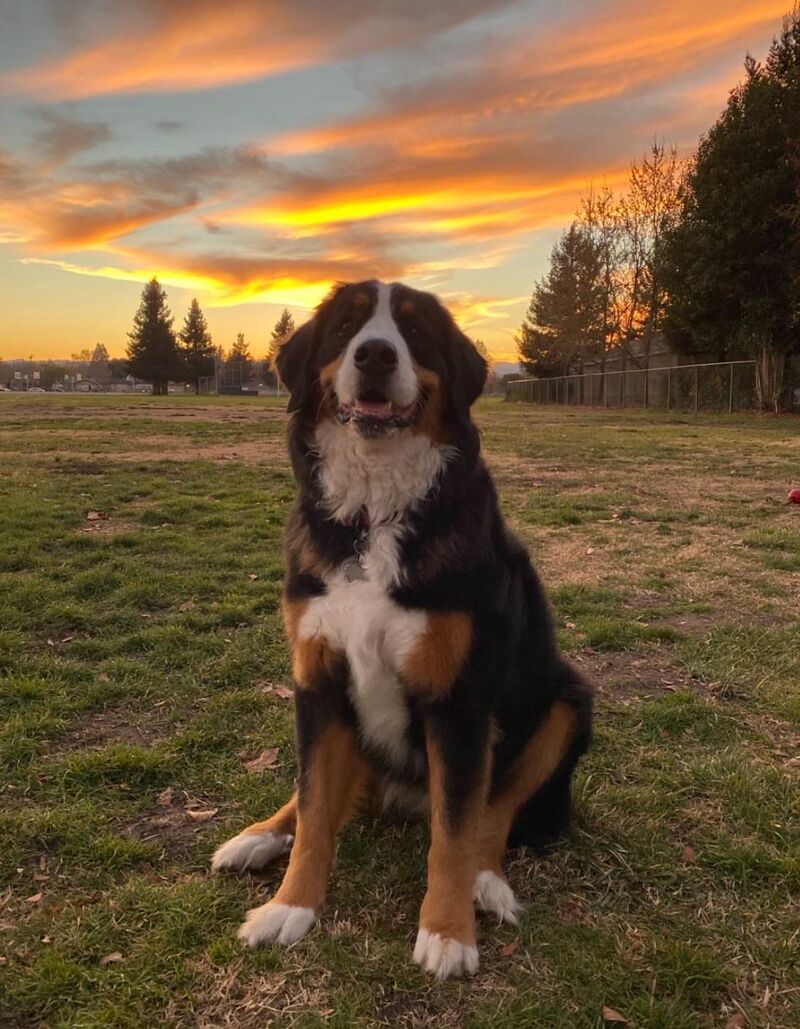 Can you tell Chata loves photos