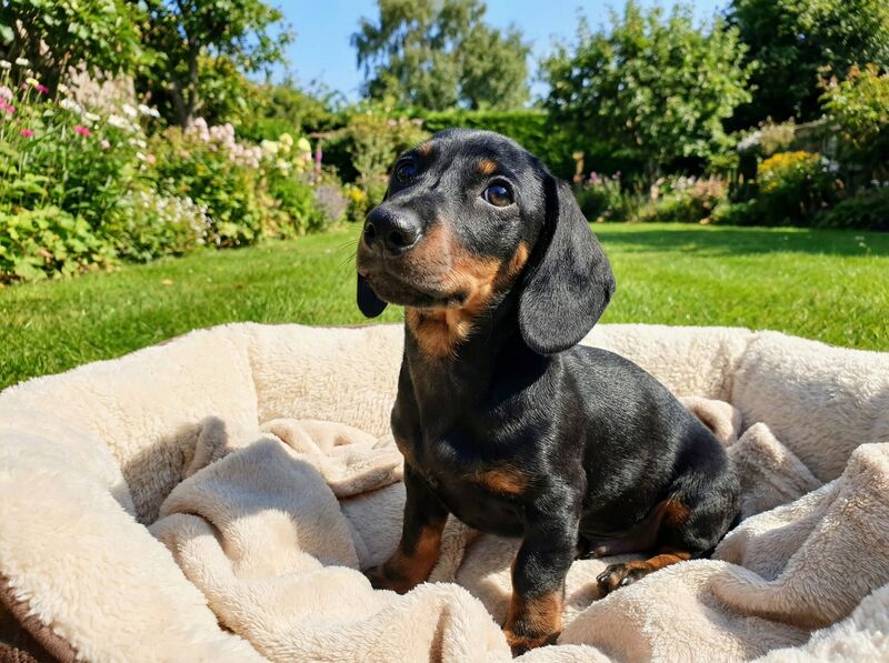 This is Tuffy. He was mostly ears and pure love. Just look at that face soaking up the sunshine! ☀️🐾