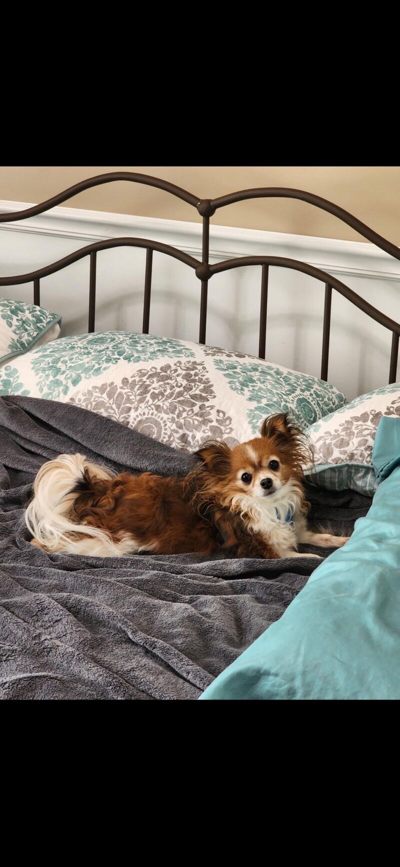 My sweet girl Dixie🩷