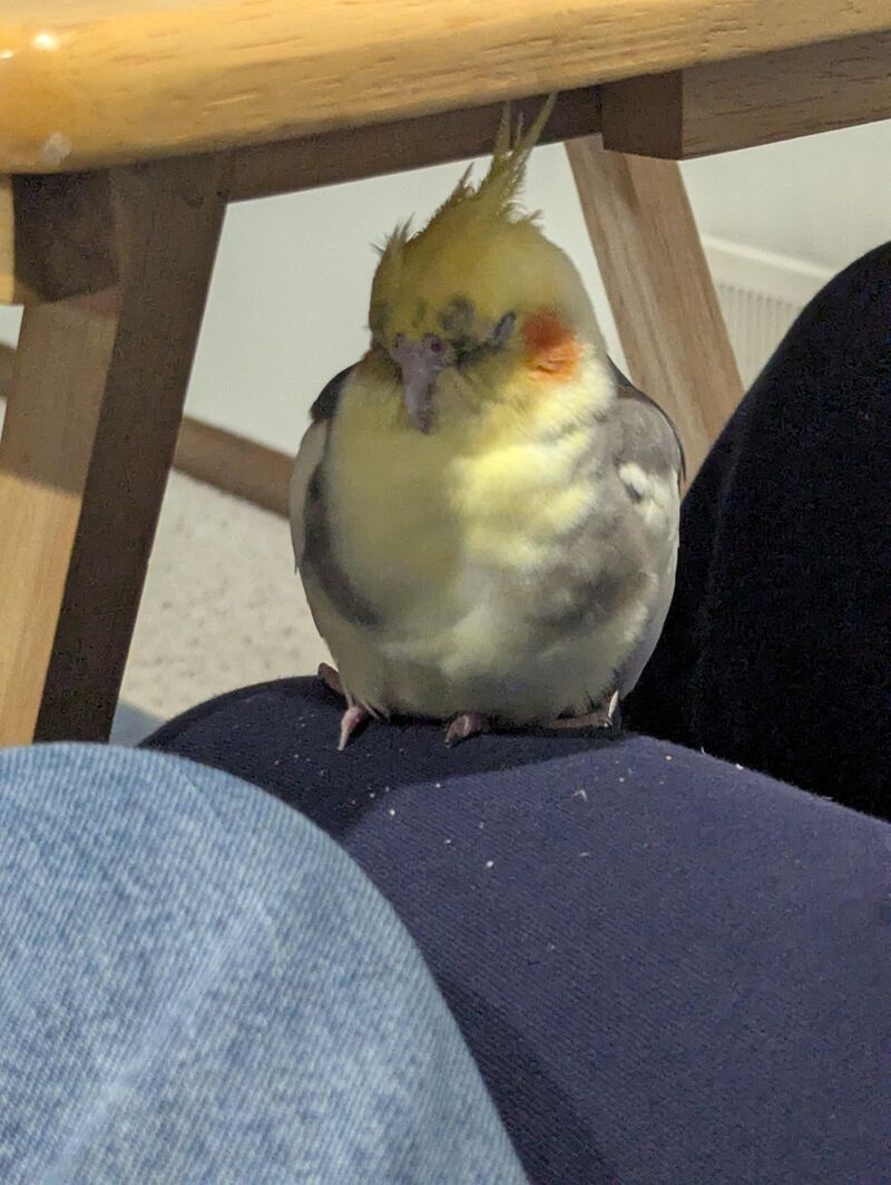 Send me your comfiest critters