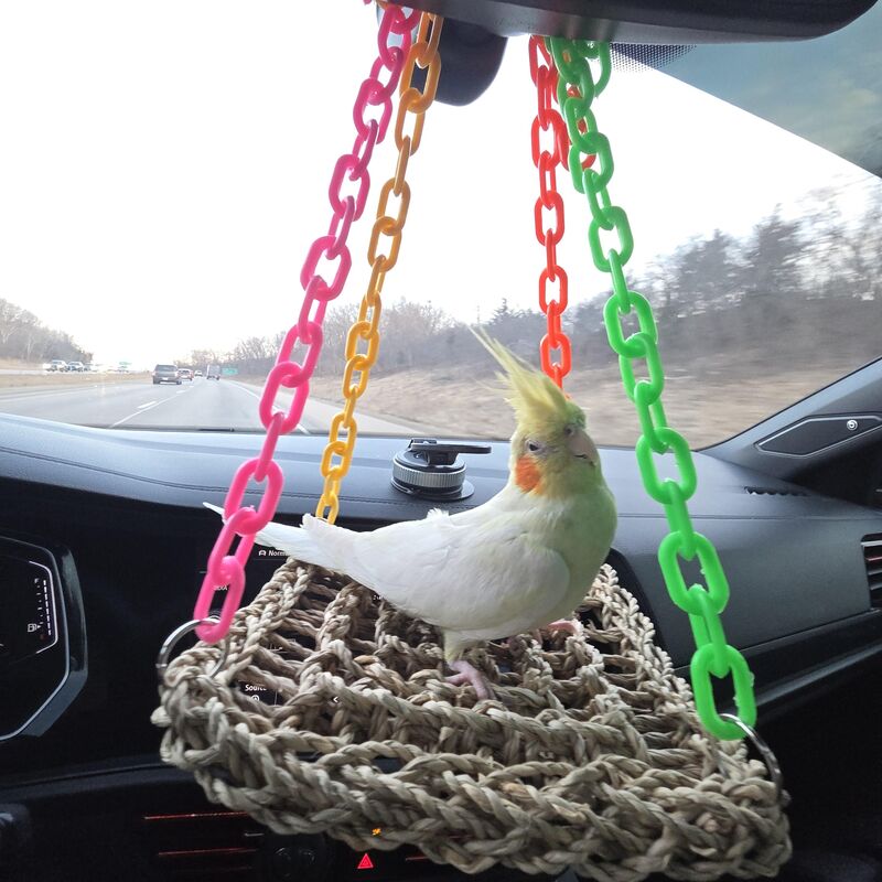 Help me name my new girl 🦜🤔