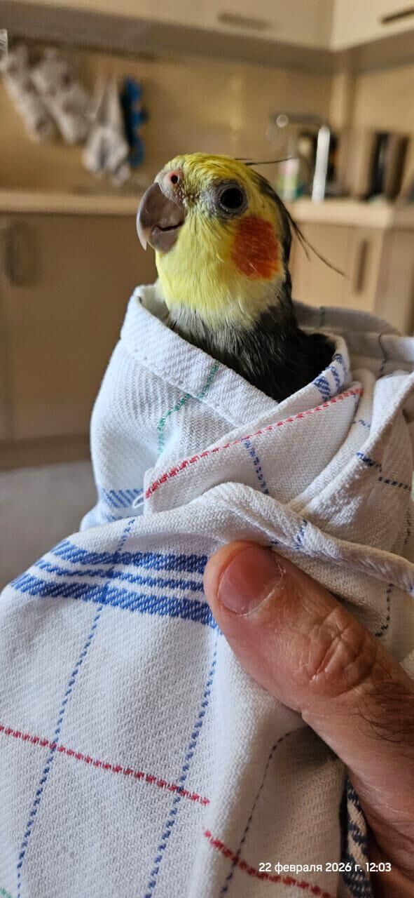 My mom‘s birb after shower