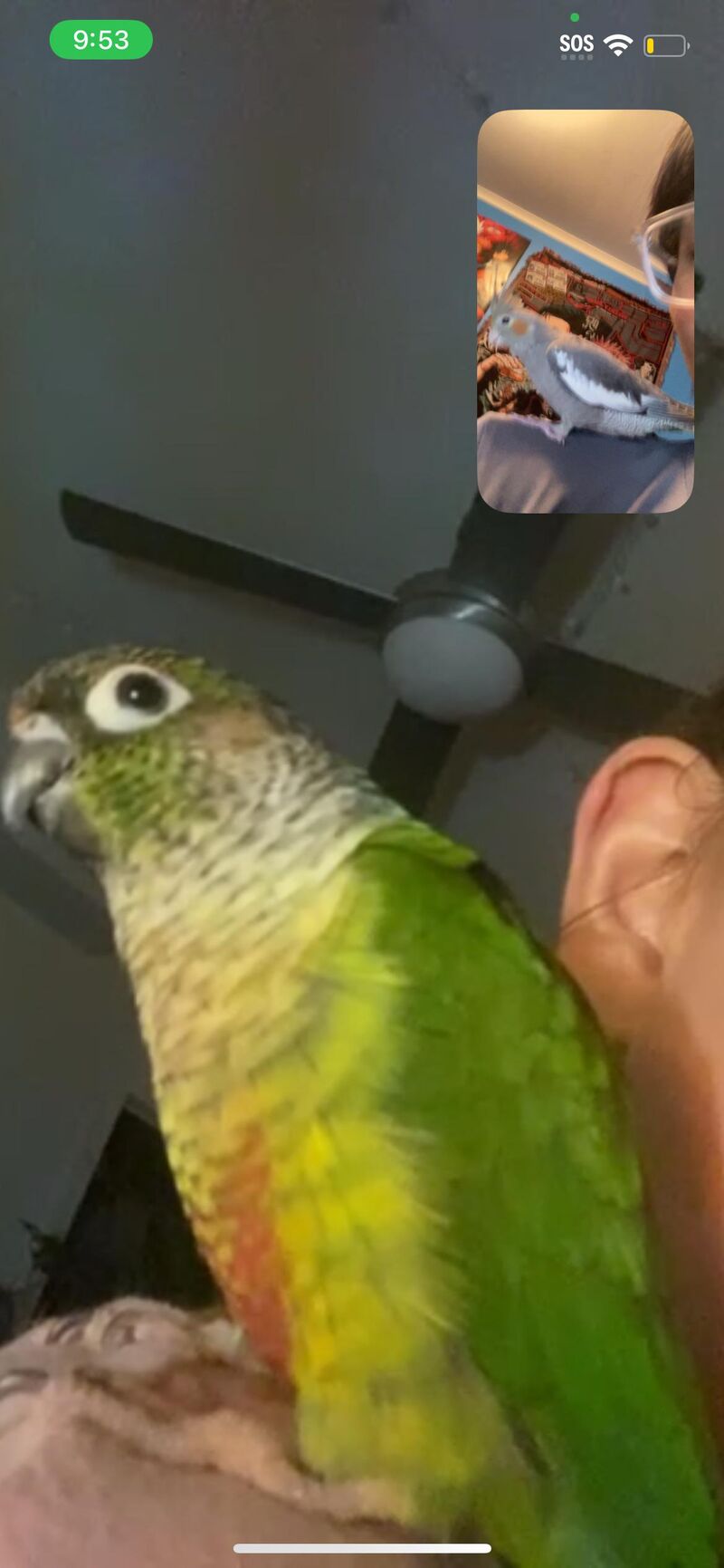 Bomba meeting my gfs GCC