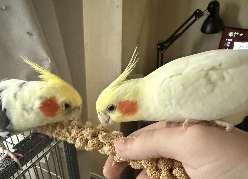 How do u keep ur cockatiel entertained during the day?