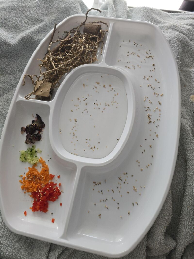 Trying to entertain my bird when hes still kind of scared of everything