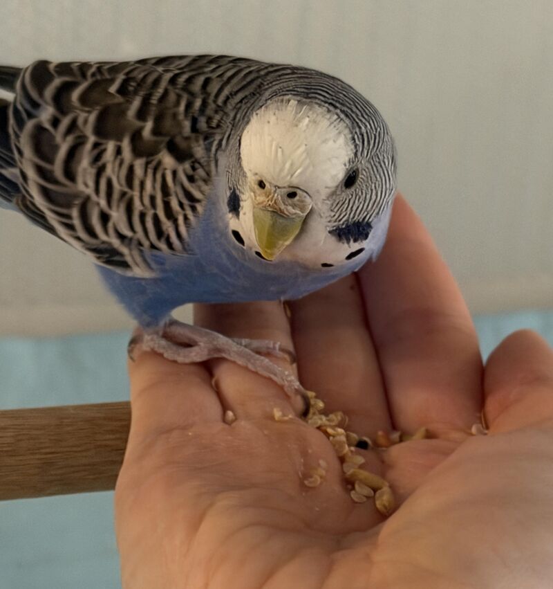 aggressive personality budgie meets new budgie - need advice