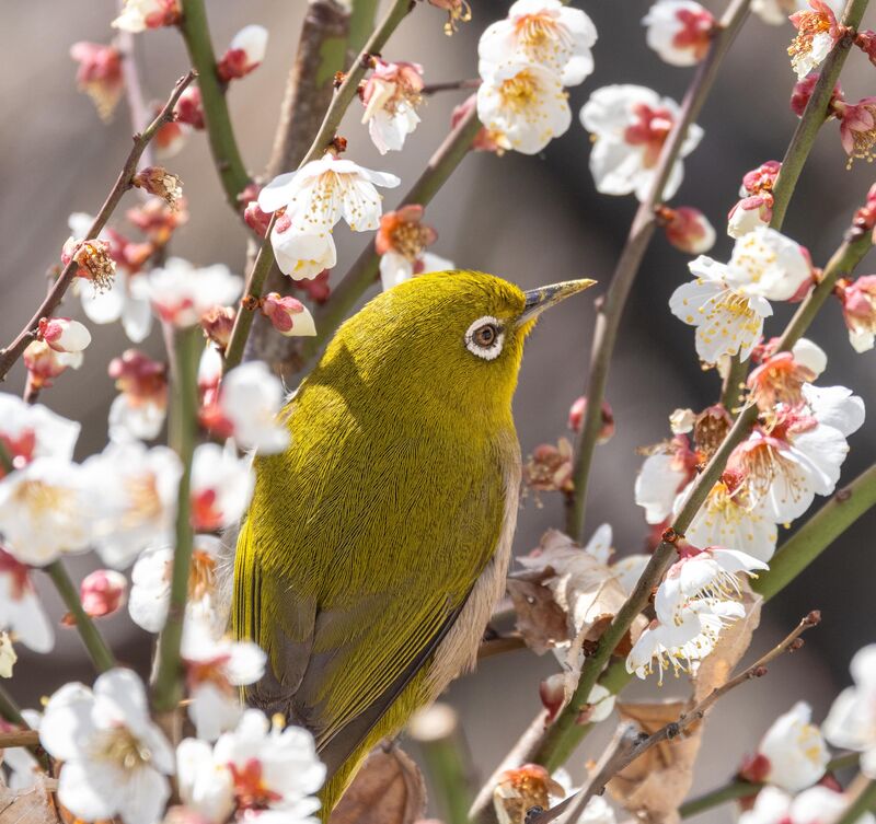 A Japanese warbling white eye enjoying the sun and the plum blossoms