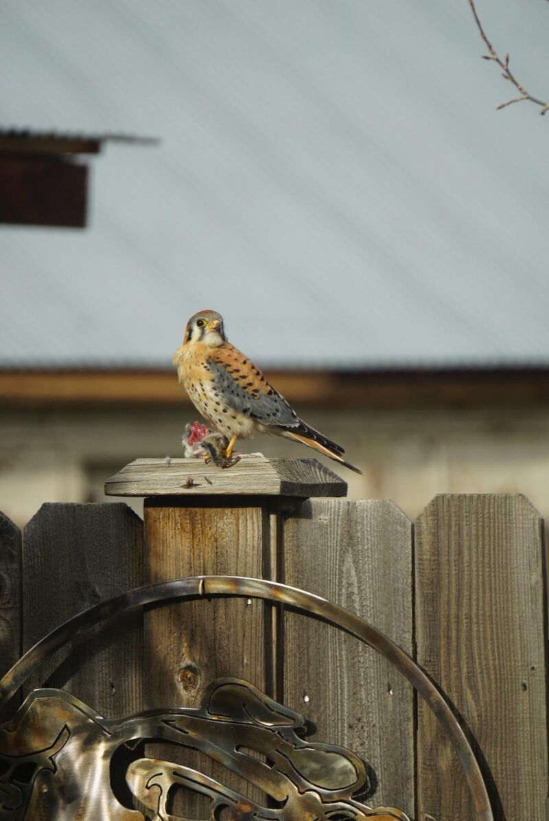 American Kestrel with its catch, Bend OR