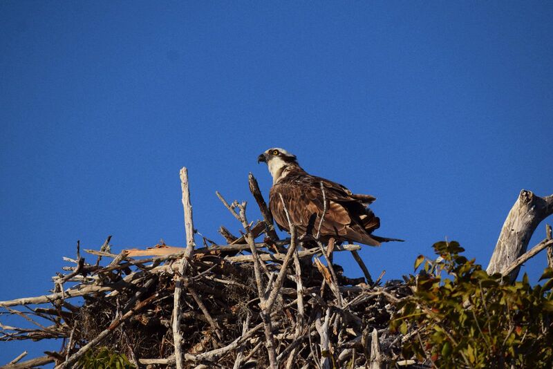 Osprey @ Everglades National Park