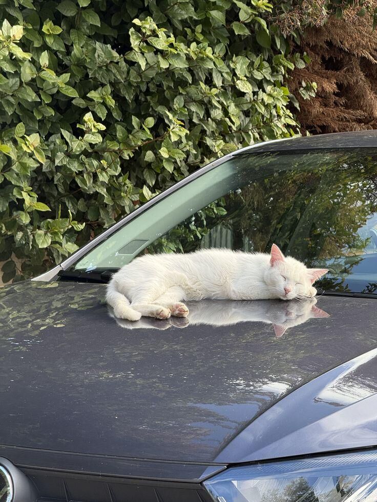 Sunbathing champion on my car