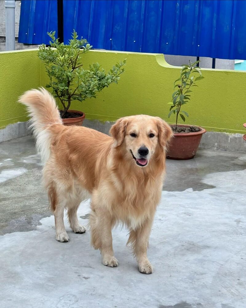 Just a golden boy enjoying his day