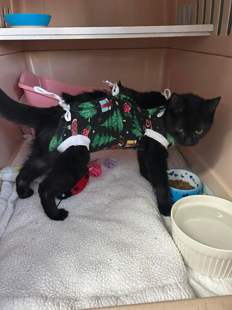 This is Sandy from our shelter. She’s like: « A Christmas pj? How embarrassing. » 😄
