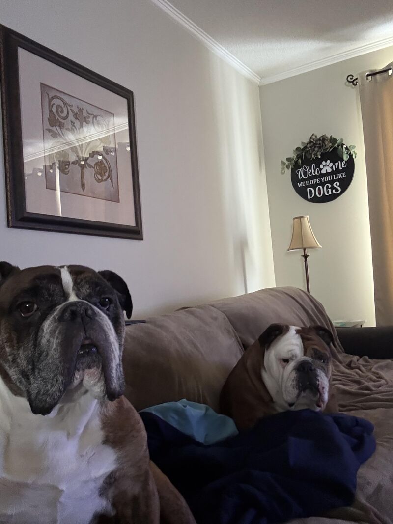 Bubba our new Rescue (left) and Izzy