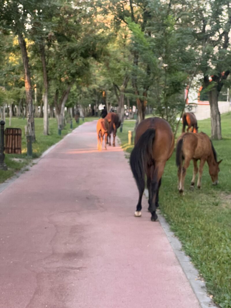 In my city, it's normal to see wild horses out of nowhere