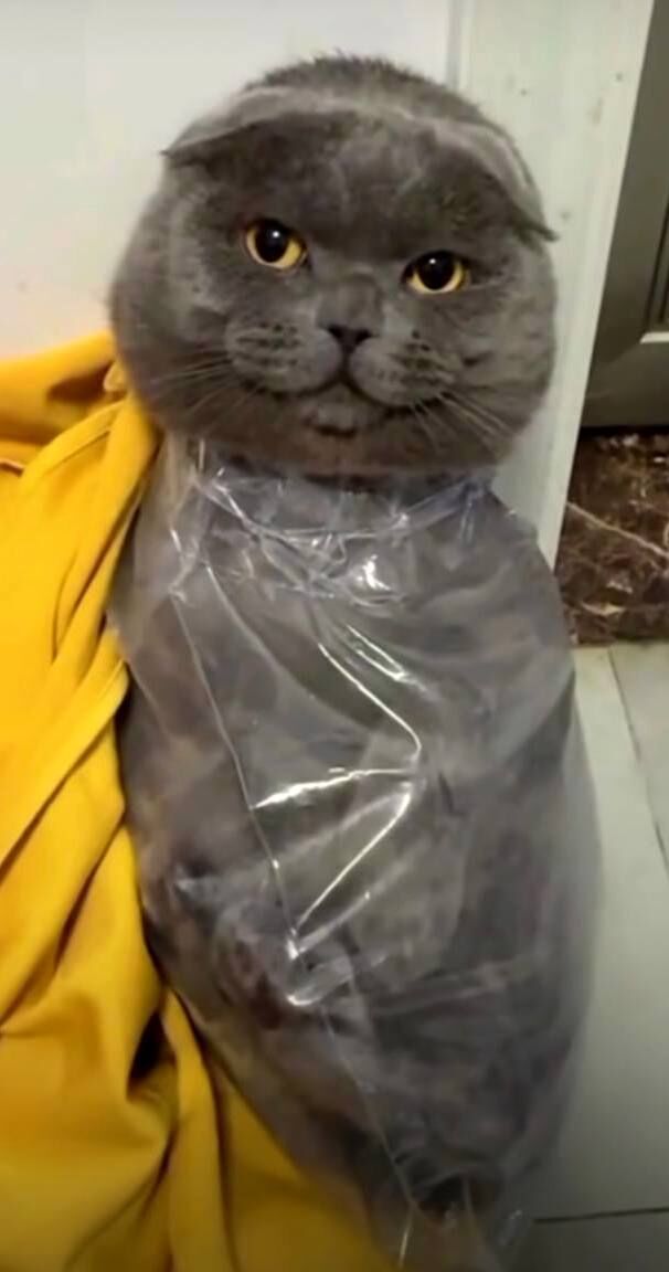 hello everyone , this is my cat , his name is lion parcel :)