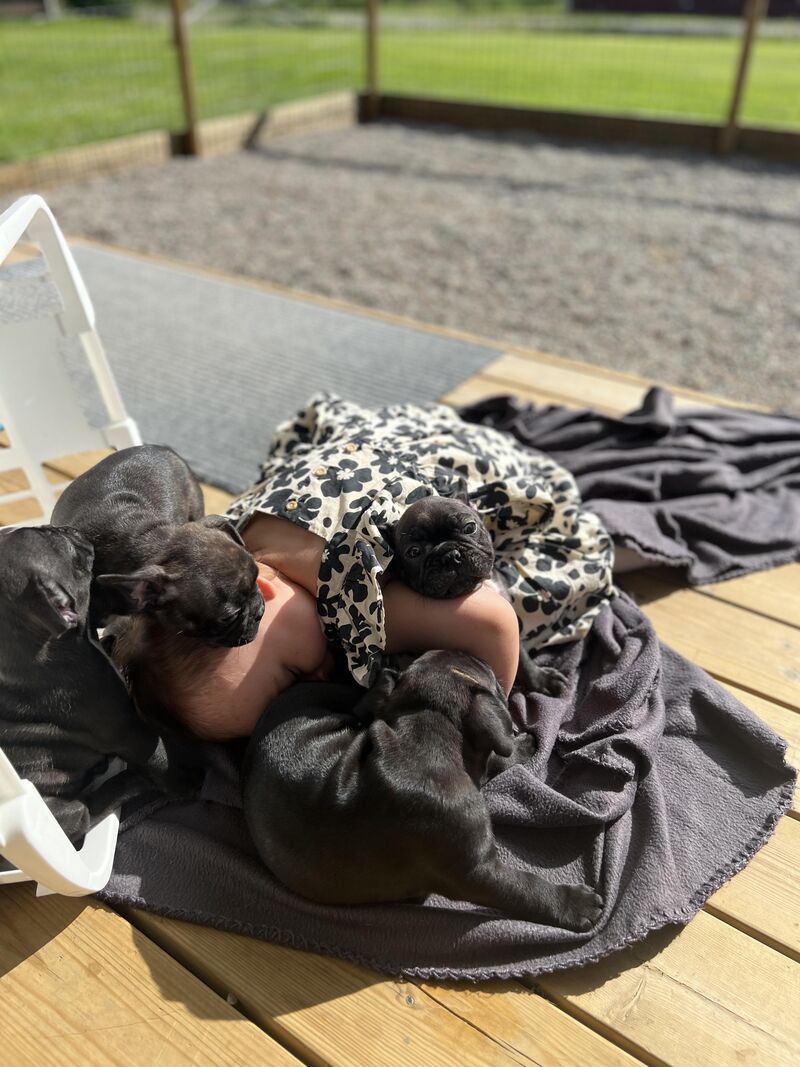 She sat down for 30 seconds… and now she’s a certified puppy pillow